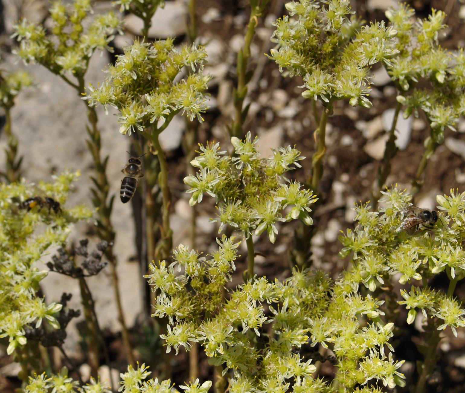 Stonecrop, Pale